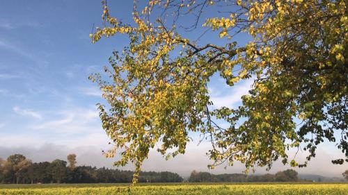 a field with a tree in the foreground at Ferienwohnung im Herzen der Holledau in Pörnbach