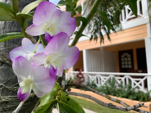 a bunch of purple and white flowers in front of a house at Buccaneer Beach Club in Dickenson Bay