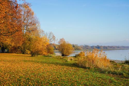 a view of a river with leaves on the grass at Residenz Fischbach KIBA in Friedrichshafen