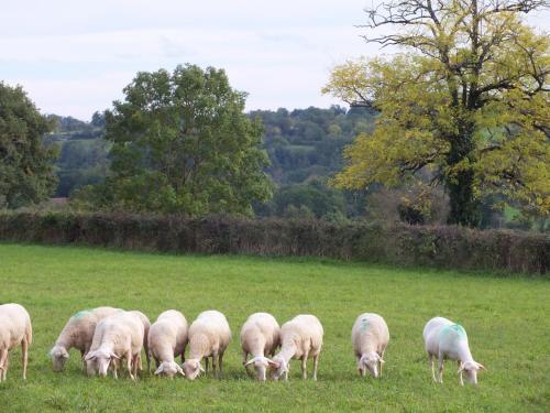 a herd of sheep grazing in a field at L'Oustal dè Pèiro in Le Bourg