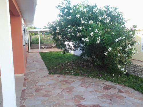 a tree with white flowers on a walkway at Villa Le Balisier in Le Lamentin