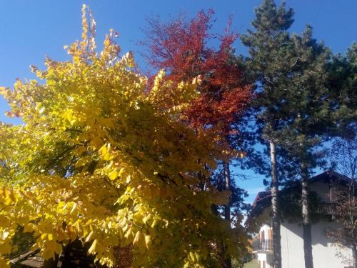 a group of trees with yellow and red leaves at Hotel Regina Delle Dolomiti in Panchia