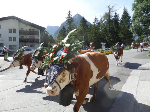 a group of cows walking down a street in a parade at Haus Regenbogen in Pertisau