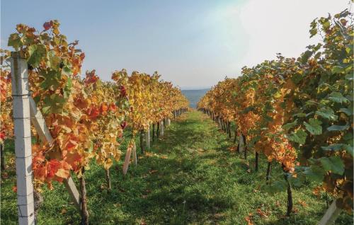 a row of grape vines in a field at Ferienhaus Mit Panoramablick in Eisenberg an der Pinka