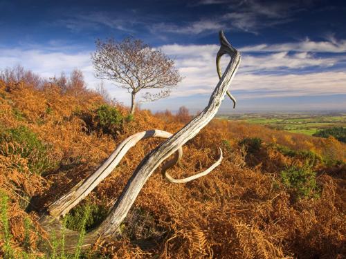 a branch on top of a hill with a tree at The Hood Arms in Kilve