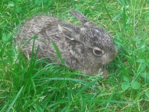 a baby rabbit sitting in the grass at Novohradský ráj aneb Oáza klidu na samotě u lesa in Benešov nad Černou