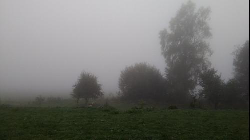 a group of trees on a field in the fog at Novohradský ráj aneb Oáza klidu na samotě u lesa in Benešov nad Černou