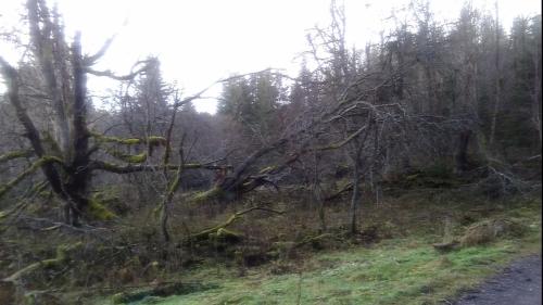 a group of trees on the side of a road at Novohradský ráj aneb Oáza klidu na samotě u lesa in Benešov nad Černou
