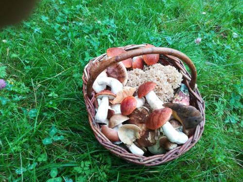 a basket full of mushrooms in the grass at Novohradský ráj aneb Oáza klidu na samotě u lesa in Benešov nad Černou