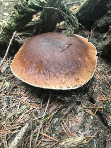 a brown mushroom on the forest floor at Apartament w Jaworkach - Pod Wysoką in Jaworki