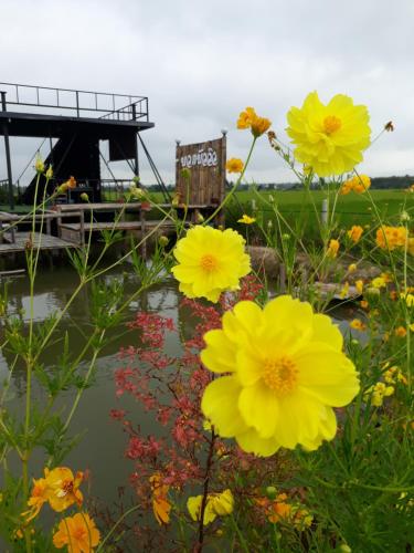 a group of yellow flowers next to a body of water at บวกบัววิวรีสอทร์ in Nan