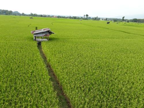 a bird house sitting in a field of crops at บวกบัววิวรีสอทร์ in Nan