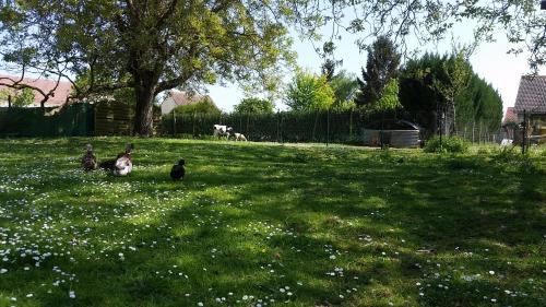 a group of cats sitting in a field of grass at La ferme de flo' in Évry