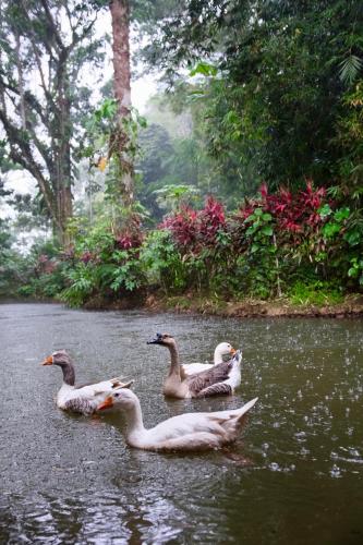 three ducks swimming in the water on a lake at Hosteria El Paraiso de las Orquideas in Archidona