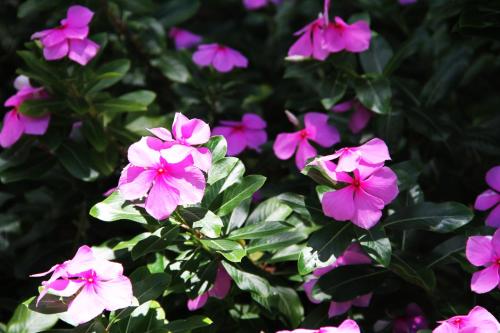 a group of purple and pink flowers in a bush at Daniella's Bungalows in Bel Ombre