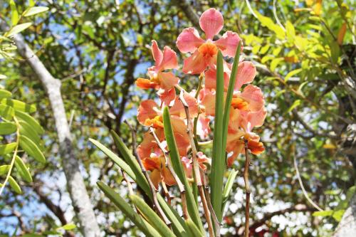 a group of orange flowers on a tree at Daniella's Bungalows in Bel Ombre