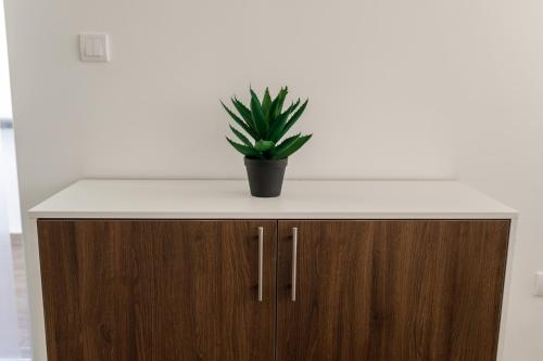 a potted plant sitting on top of a cabinet at Kristall Apartments 2 Panorama in Šabac