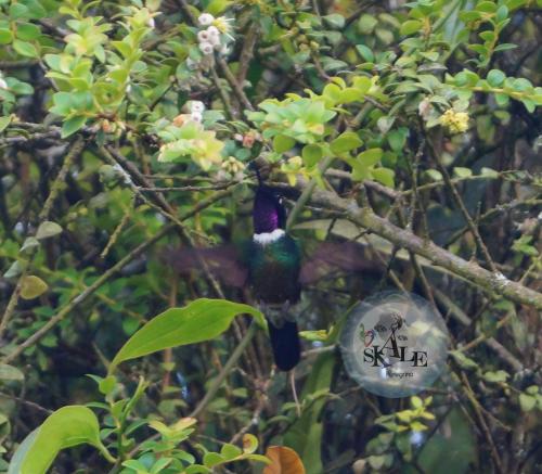 a bird in a tree with a bubble in a tree at Skale Peregrino in Choachí