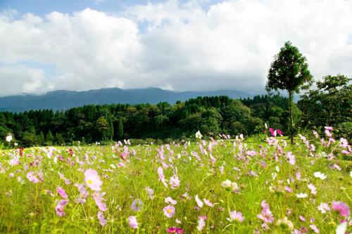 a field of flowers with a tree in the background at Satoyama No Auberge Maki No Oto in Nanto