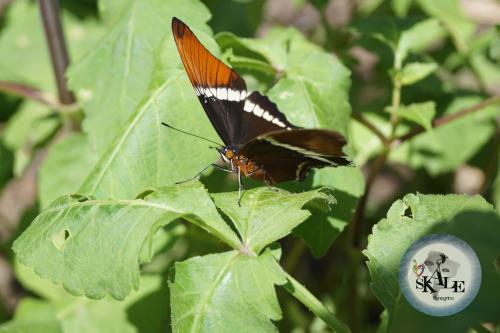 a butterfly perched on top of a green leaf at Skale Peregrino in Choachí