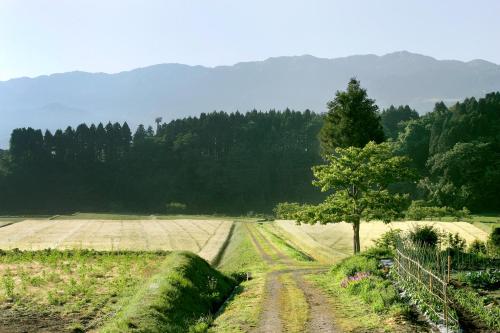 a field with a tree in the middle of it at Satoyama No Auberge Maki No Oto in Nanto