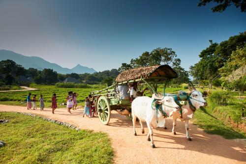 two oxen pulling a cart on a dirt road at Amuna Ayurveda and Wellness Retreat in Sigiriya