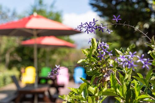 Κήπος έξω από το Julie's Garden, Cingjing - Fon Chin Homestay