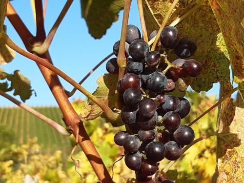 a bunch of black grapes hanging from a tree at Remstal Hotel in Weinstadt