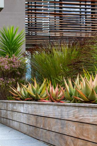 a group of plants in a planter in a garden at Collection Luxury Accomodation Simola House in Knysna