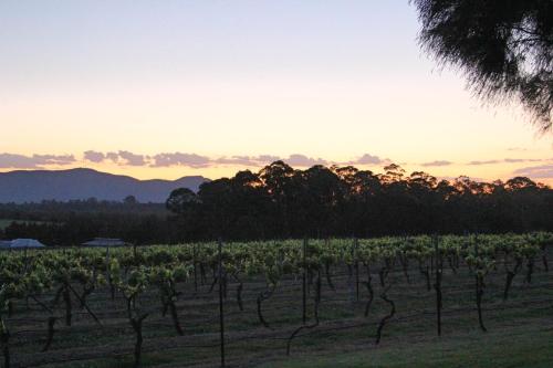 a vineyard with a bunch of grapes in a field at Blueberry Hill Vineyard Stay in Rothbury