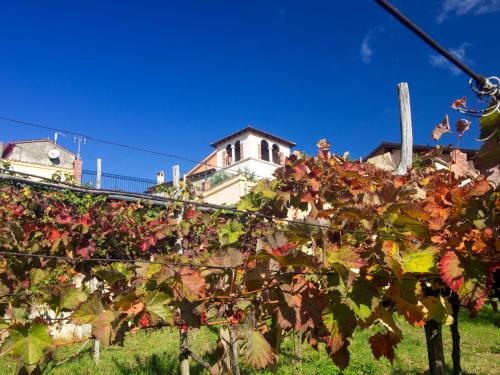 a bunch of vines in front of a house at Dobrinja Residence Villas Lopar in Marezige