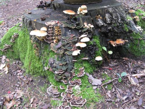 a bunch of mushrooms on a tree stump at Bosgeluk in Helmond
