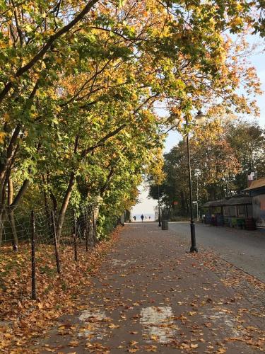a tree lined street with leaves on the ground at Apartament Słoneczny Willa Perla 100m od morza in Gdańsk