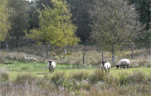 a group of sheep standing in a field at Awesome Home In Grindsted With Kitchen in Grindsted