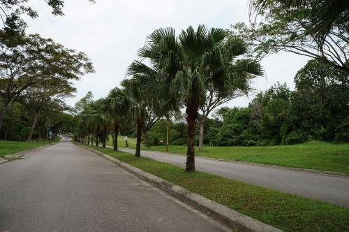 a street with palm trees on the side of a road at AFamosa Purple Dream Residence Condotel homestay in Melaka