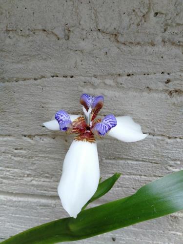a white and purple flower in front of a wall at Koinonia Retreat CenteR in Baguio