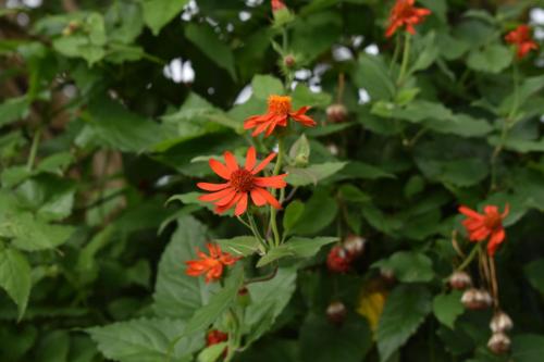 a group of orange flowers on a green bush at Les Antigones in Crève Coeur