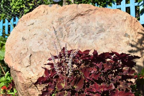 a large rock sitting next to a plant at Les Antigones in Crève Coeur