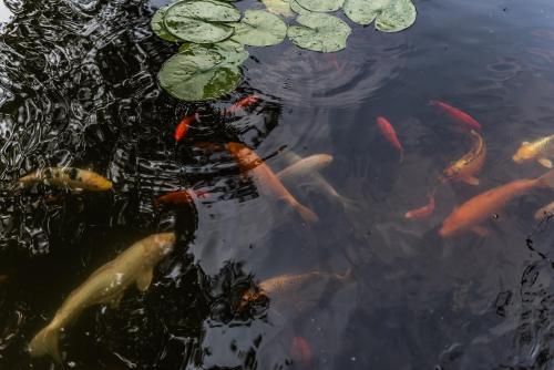 a group of koi fish swimming in a pond at Ferienanlage Beatrix in Stegersbach