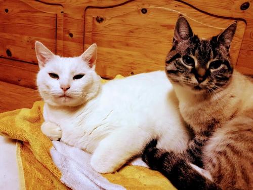two cats laying on a blanket on a bed at Skálatjörn Guesthouse in Skálatjörn