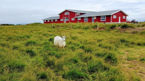 a sheep standing in a field in front of a red barn at Skálatjörn Guesthouse in Skálatjörn