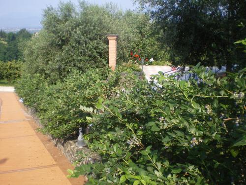 a row of bushes in a garden with a brick chimney at Tenuta Fortelongo in Fara Vicentino