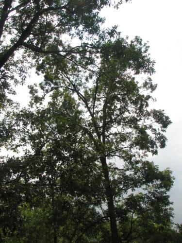 a tree with green leaves on top of it at Sunset Ridge Cabin - A Romantic Smoky Mountain Escape or Family Getaway - behind Dollywood, large game room, jacuzzi tub, fire pit, large wrap-around deck, and more in Pigeon Forge
