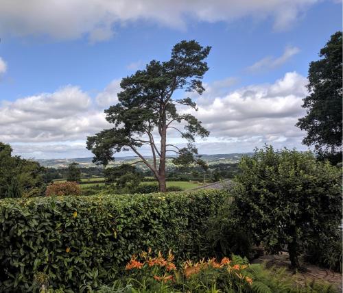 a tree in the middle of a hedge at Stunning Countryside Views & Private Balcony! 3 Miles to Lyme Regis, Cosy Snug Room - Free Parking & WiFi in Axminster