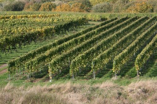 a vineyard with rows of trees in a field at Ferienwohnung Weinbergblick in Mehring