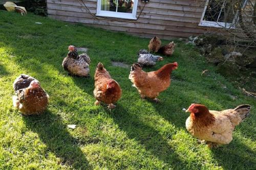 a group of chickens standing in the grass at Stunning Countryside Views & Private Balcony! 3 Miles to Lyme Regis, Cosy Snug Room - Free Parking & WiFi in Axminster
