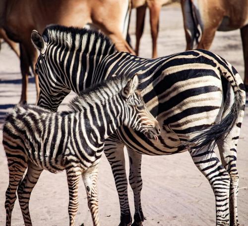 a baby zebra standing next to an adult zebra at Fathala Wildlife Reserve in Toubakouta