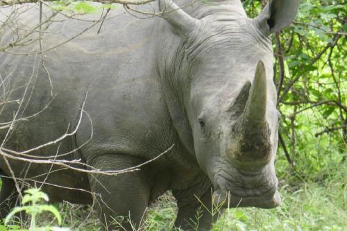 a close up of a rhino standing in the grass at Fathala Wildlife Reserve in Toubakouta