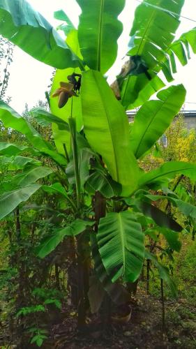 a banana tree with a bunch of green leaves at Farmer's Guest House in Tʼelavi
