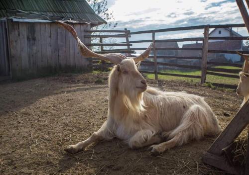 a goat with long horns laying on the ground at Ethno Village Stanisici in Bijeljina